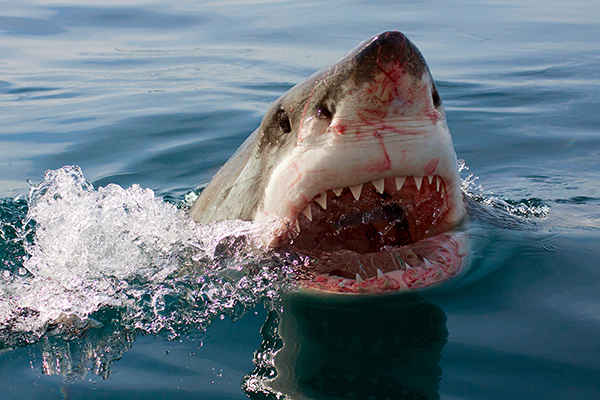 Shark Diving Shark Diving