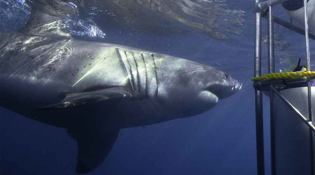 Shark Cage Diving Mossel Bay Shark Cage Diving Mossel Bay