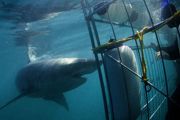 Shark Diving Mossel Bay Shark Diving Mossel Bay