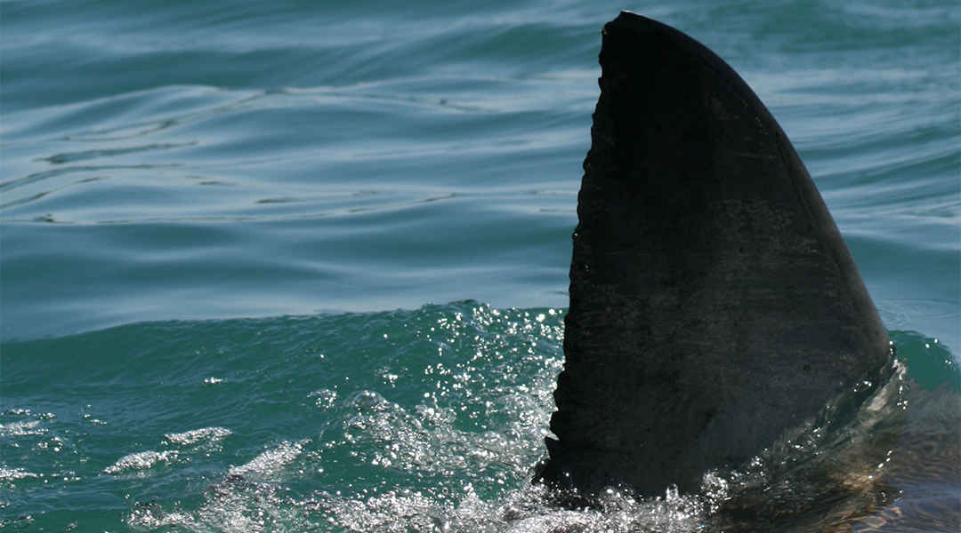 Shark Diving Shark Diving