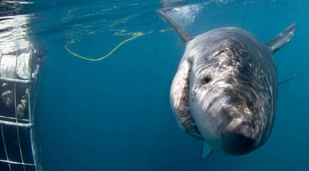 Shark Diving Port Elizabeth Shark Diving Port Elizabeth