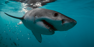 Shark Diving Mosselbay