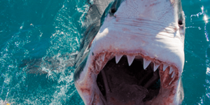 Great White Shark Cage Diving Mossel Bay
