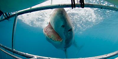 Shark Diving Mosselbay