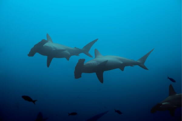 Hammerhead sharks swimming Hammerhead sharks swimming
