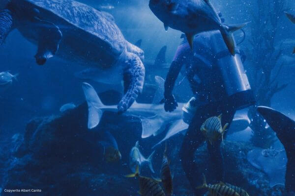 Diving with shark Diving with shark