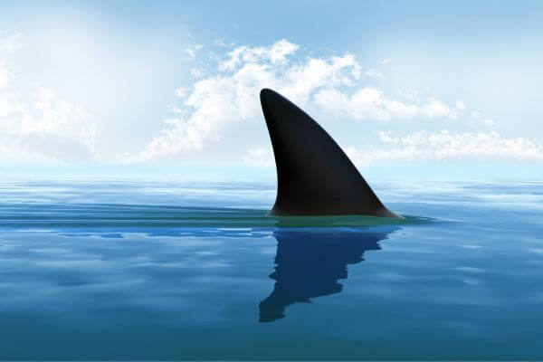Great White Fin Great White Fin