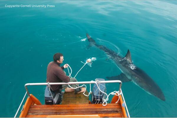 Nicole the great white shark Nicole the great white shark