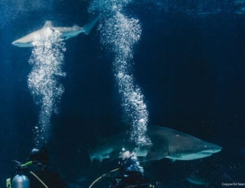 How Sharks View People