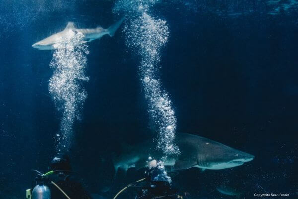 Scuba diving with sharks Scuba diving with sharks