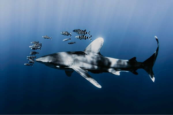 Shark Body