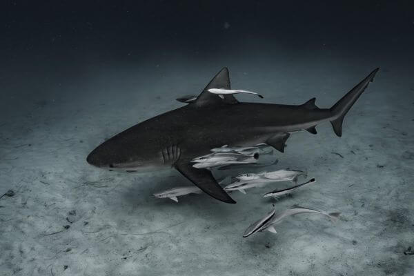 Shark With Fish