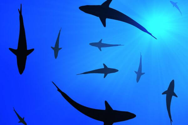 Sharks migrating Sharks migrating