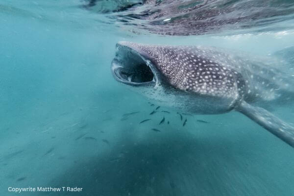 Silent Communication – whale shark Silent Communication - whale shark