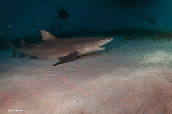 lemon shark rests on the bottom shark teeth
