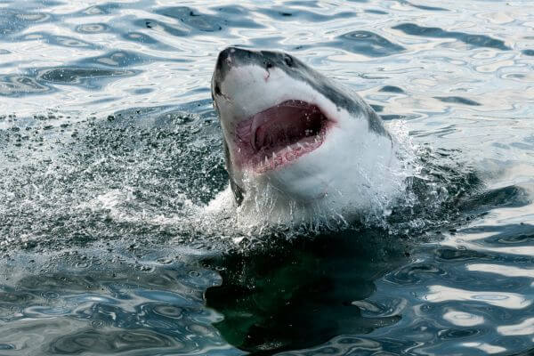 shark mouth open shark mouth open