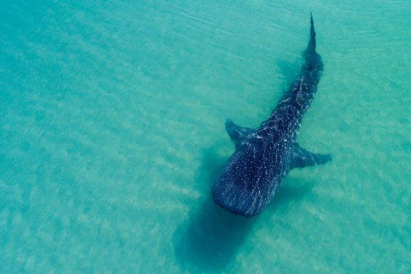 track whale shark track whale shark