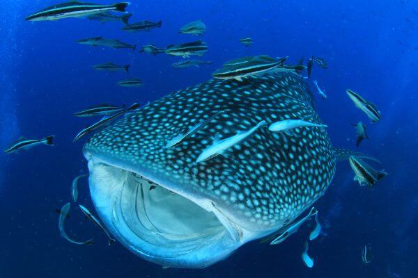 whale shark filter feeding