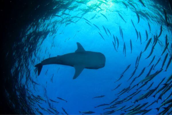 Whale shark Whale shark