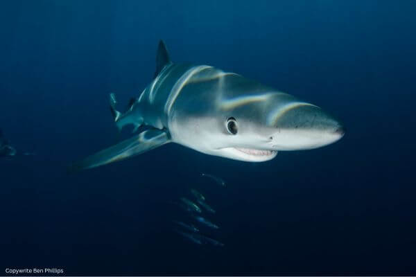 Blue Shark