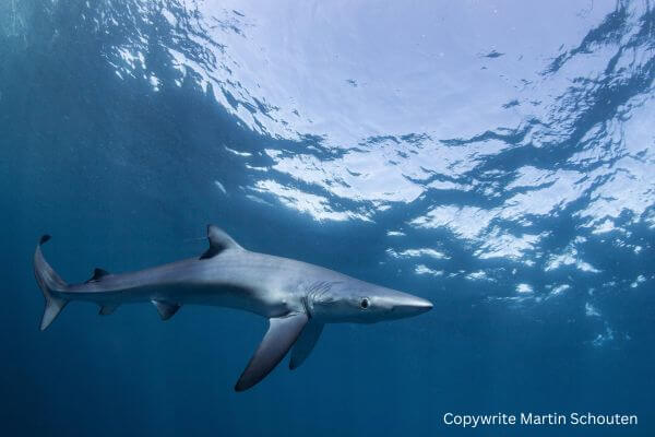 Blue Shark near surface