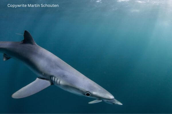 Blue Sharks Swimming