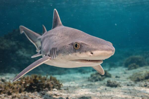 Close Up of Greyhound shark