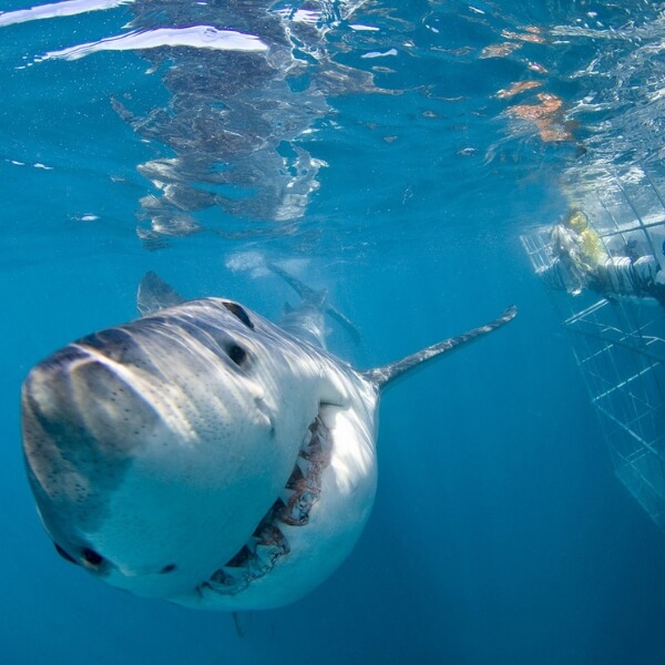 Cage Diving with sharks