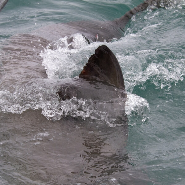 Choose Mossel Bay to cage dive with sharks