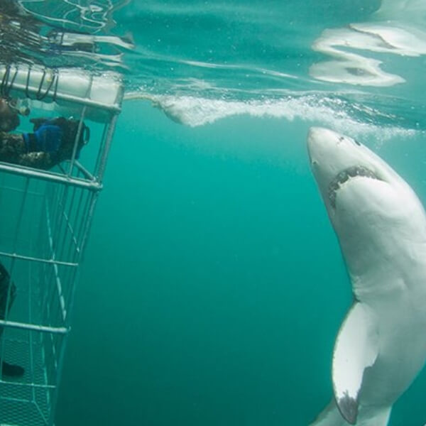Great white shark diving Mossel Bay
