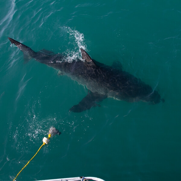 Mossel Bay shark adventure
