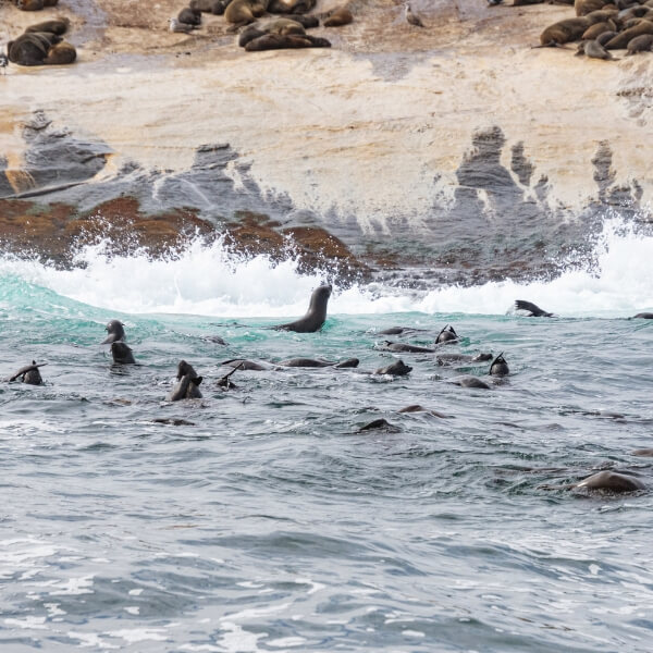 Seal Island in Mossel Bay where diving takes place