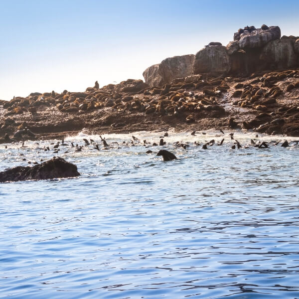 Seal Island in Mossel Bay