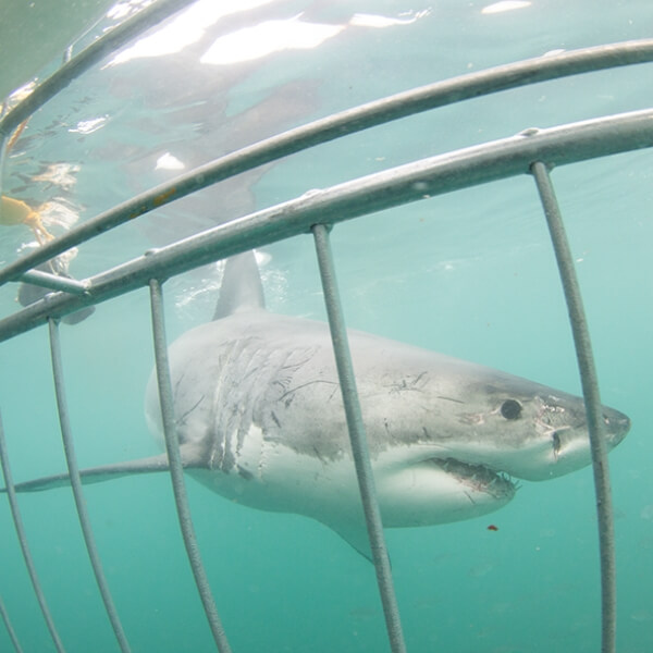 Shark at cage, Mossel Bay, South Africa