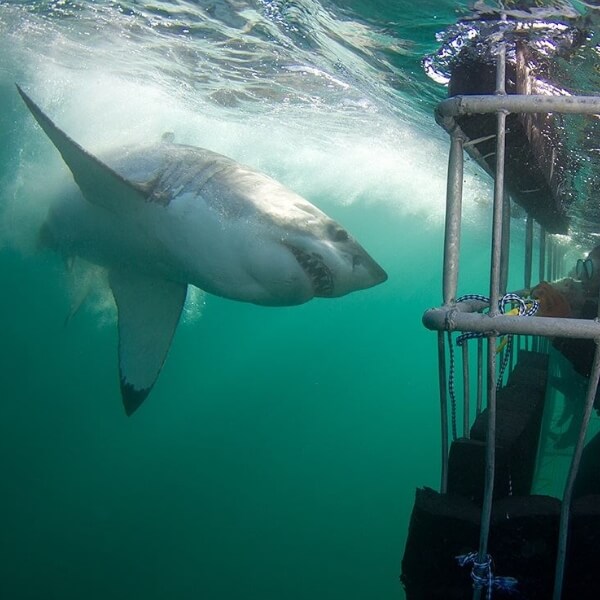 Shark at cage in Mossel Bay, South Africa