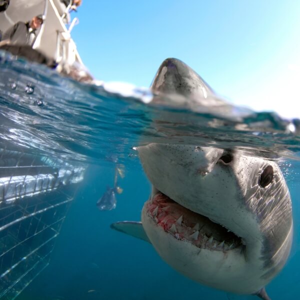 Shark cage diving Mossel Bay