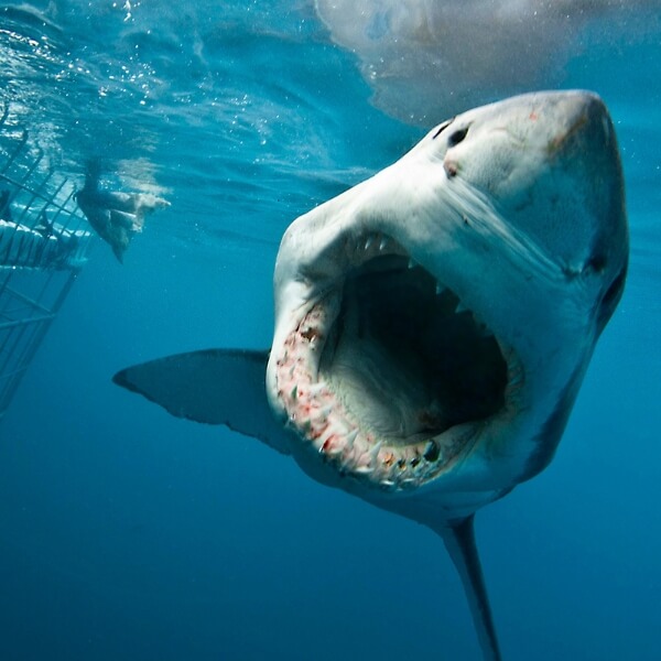 Shark diving Mossel Bay