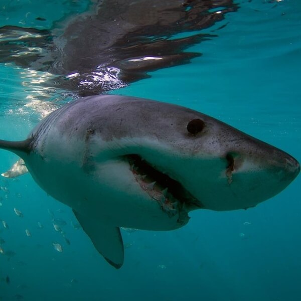 Shark in Mossel Bay, South Africa