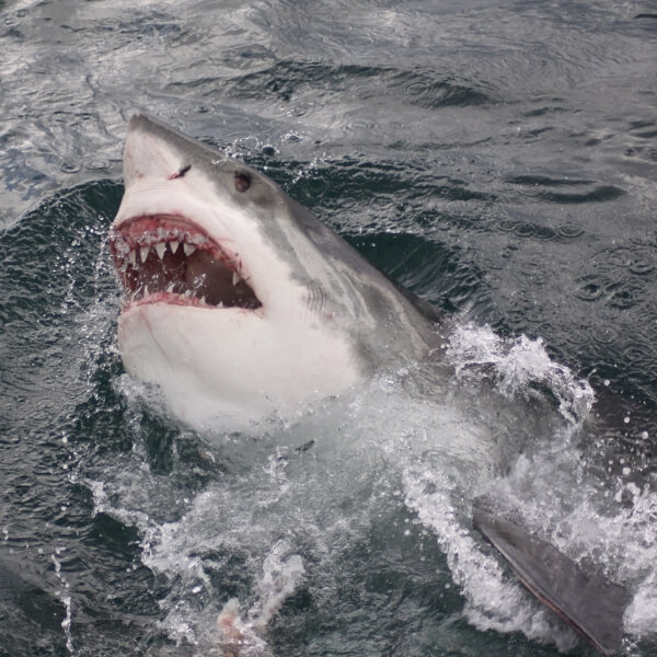 Why choose Mossel Bay for shark diving adventure