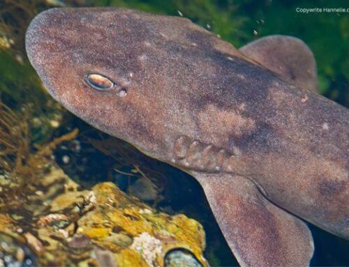 Dark Shyshark
