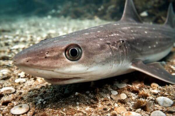 Close Up of Shark on Sand Bottom Close Up of Shark on Sand Bottom