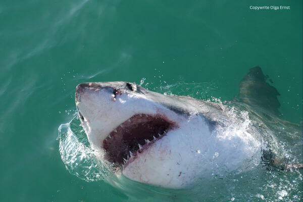 Great white shark mouth