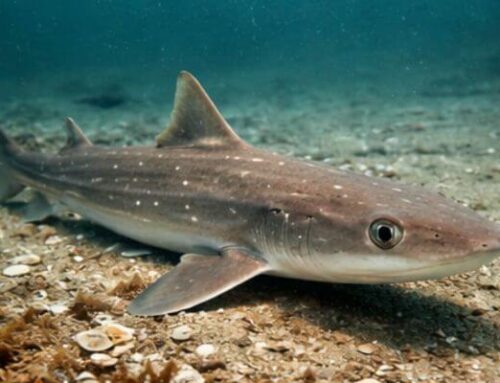 Rig Shark