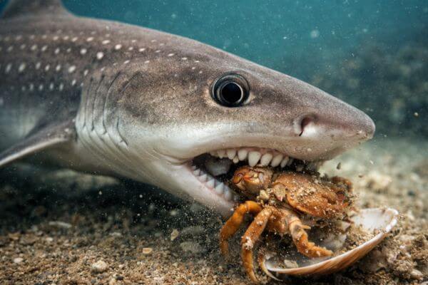 Rig shark feeding on crab and shell Rig shark feeding on crab and shell