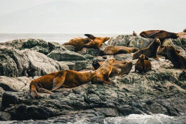 Seal Island in False Bay