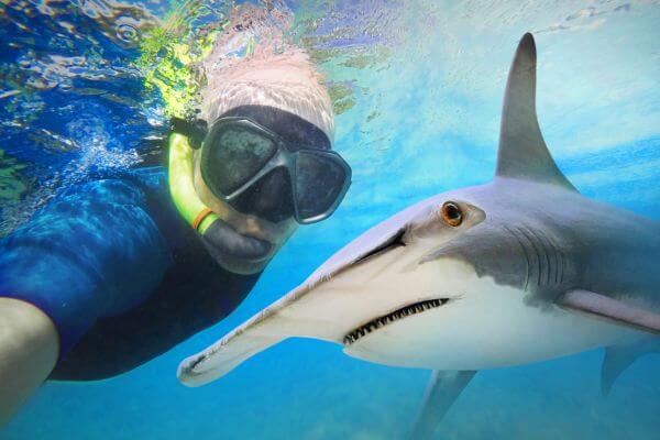 Shark Communication With Snorkeler Shark Communication With Snorkeler