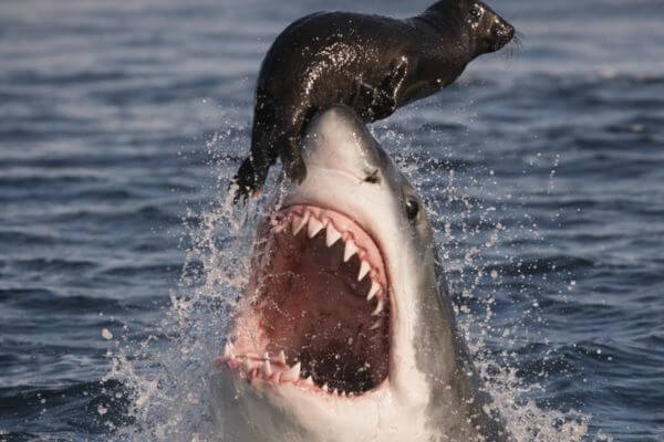 Shark leaps for escaping seal