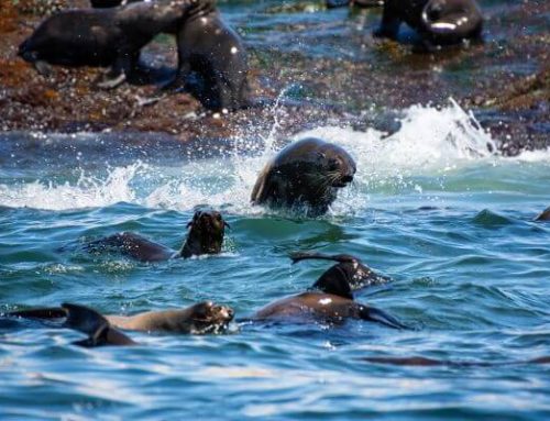 Seal Island