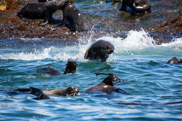 Small group of Cape fur seals Swimming near Seal island