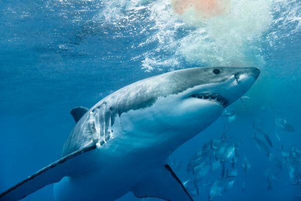 Great White Shark